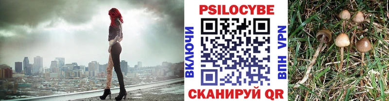 Псилоцибиновые грибы Psilocybe  купить   Спасск-Рязанский 